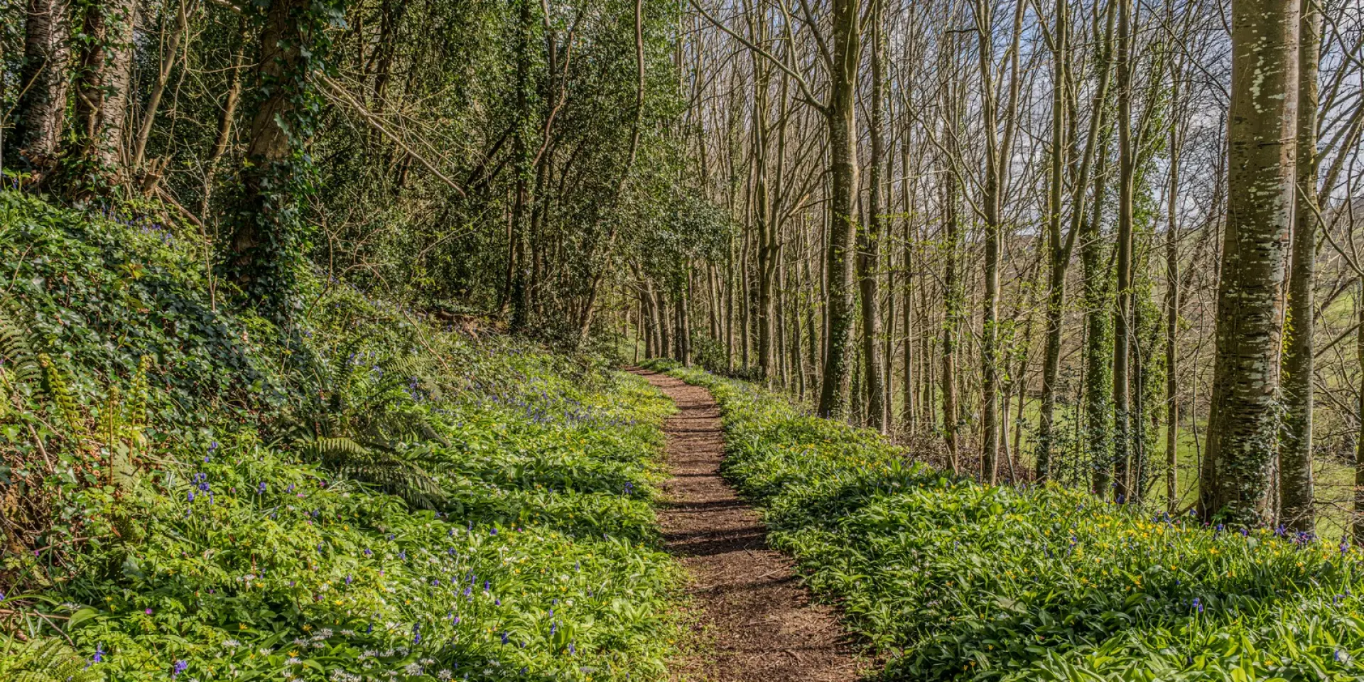 Sentier de terre sinueux dans une forêt printanière