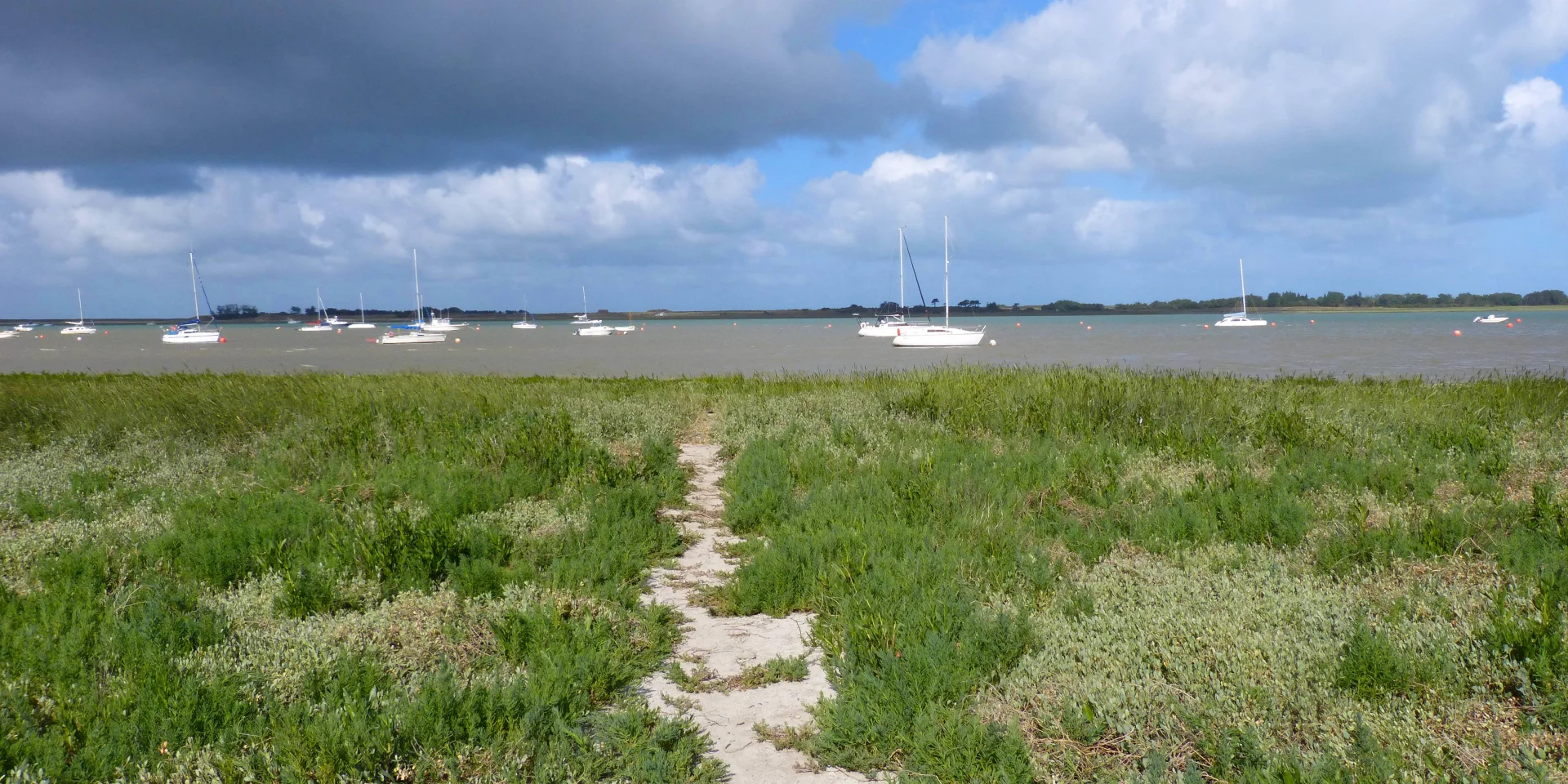 Havre de Regnéville et plantes du littoral