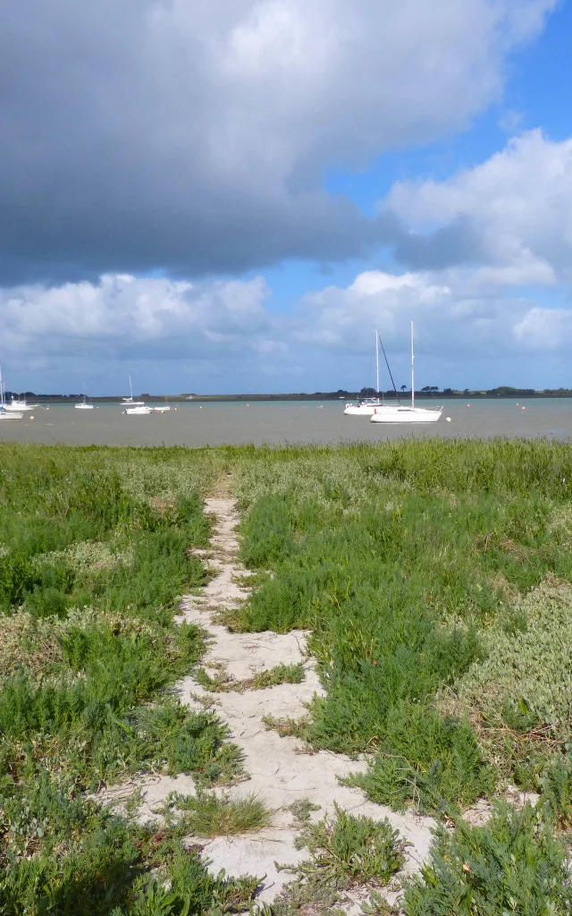 Havre de Regnéville et plantes du littoral