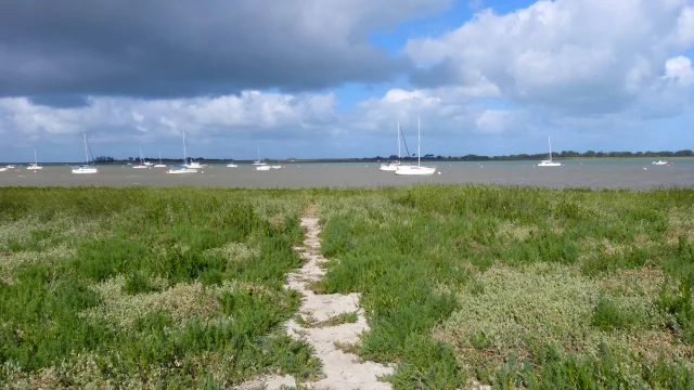 Havre de Regnéville et plantes du littoral