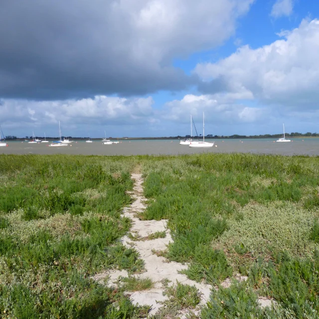 Havre de Regnéville et plantes du littoral