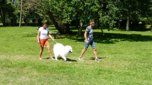 Deux personnes jouant au frisbee dans un parc avec un chien blanc