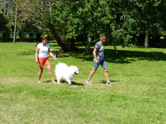 Deux personnes marchent avec un chien blanc dans un parc à Agon-Coutainville