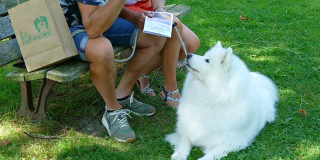 Promenade Avec Chiens A Coutances