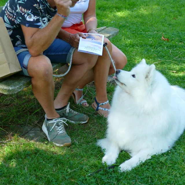 Spaziergang Mit Hunden In Coutances