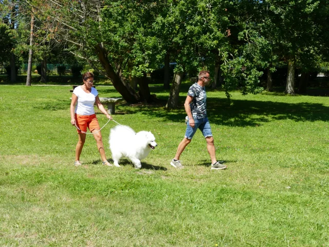 Toutourisme Promenade Avec Un Chien Dans Un Parc