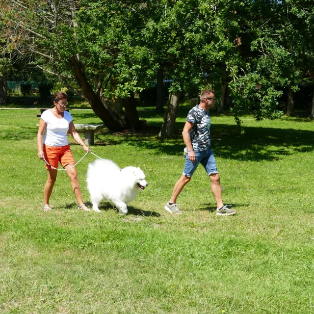 Toutourisme Promenade Avec Un Chien Dans Un Parc