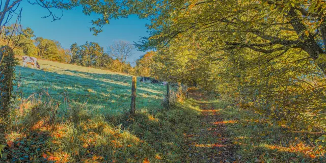 Sentier de terre bordé d'arbres aux feuilles jaunes et vertes en automne