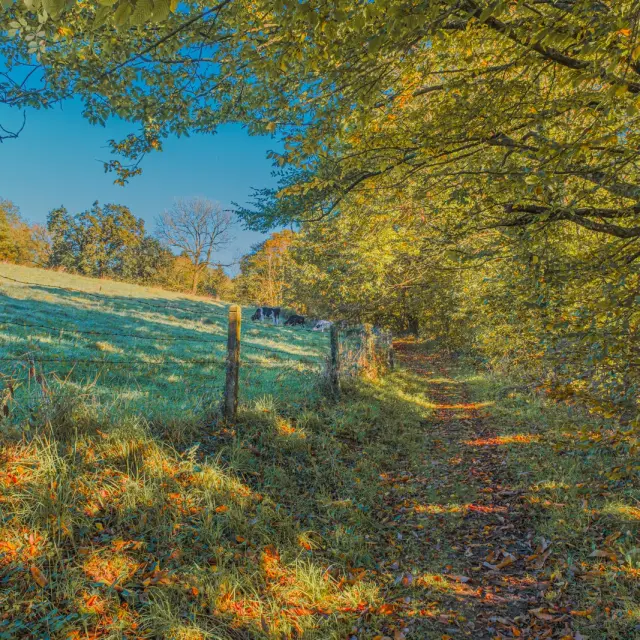 Erdpfad, gesäumt von Bäumen mit gelben und grünen Blättern