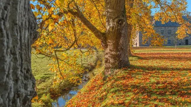 Autumn pathway with fallen leaves, golden trees, and buildings in the background