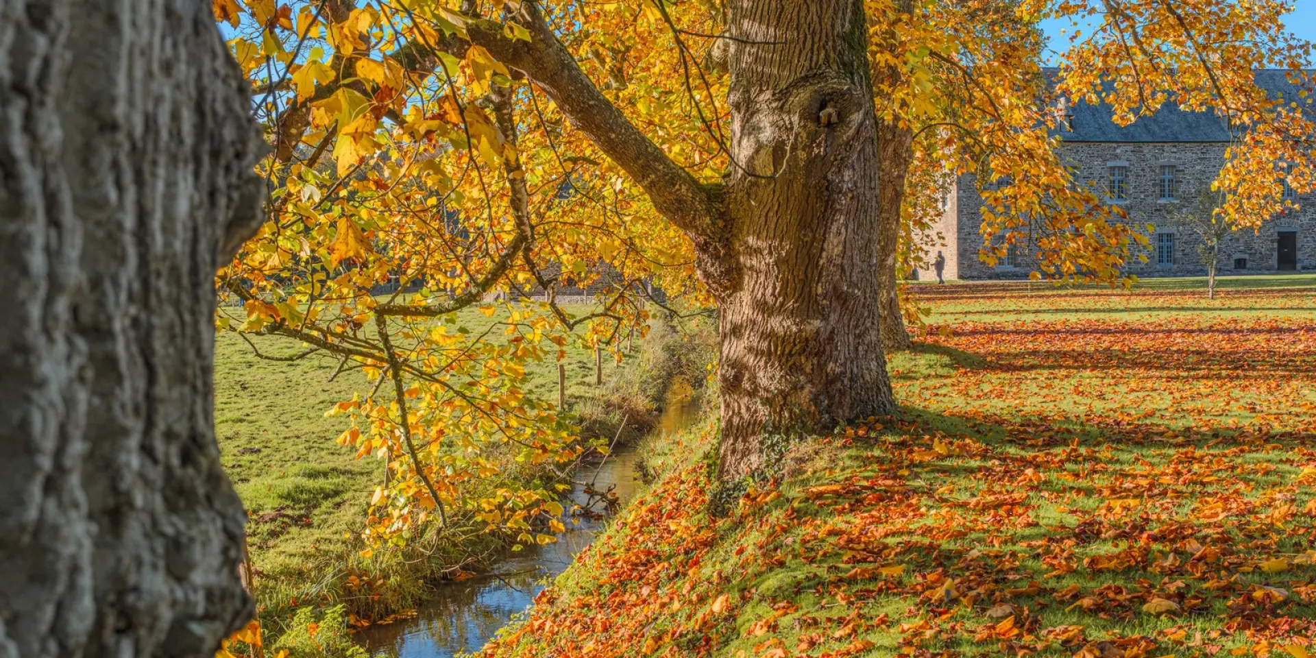 Großer Baum mit orange und gelben Blättern im Herbst