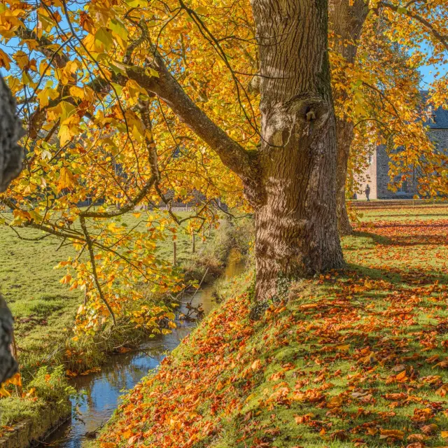 Large tree with orange and yellow leaves in autumn
