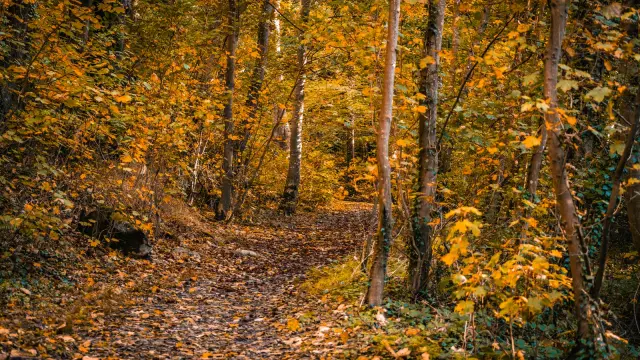 Sentier forestier bordé d’arbres aux feuilles dorées et orangées en automne