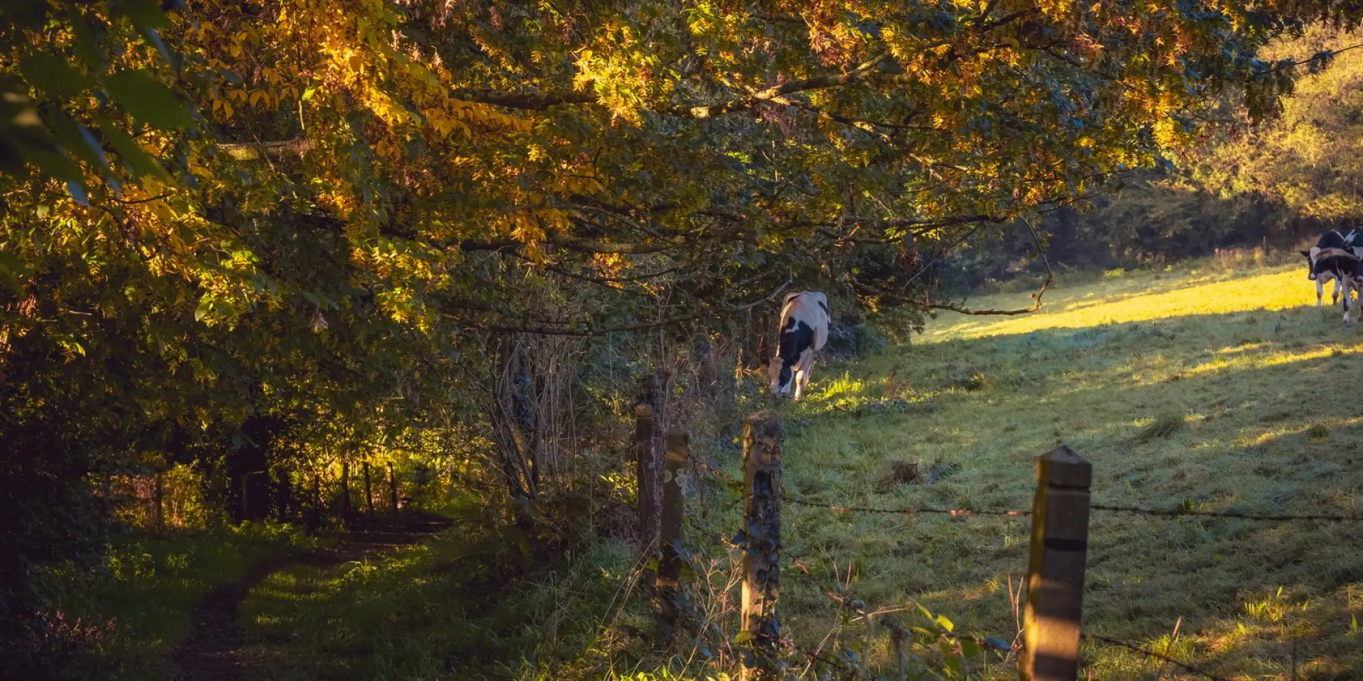 Vaches paissant dans un pré ensoleillé avec des arbres en arrière-plan : chemin dans le bocage en automne