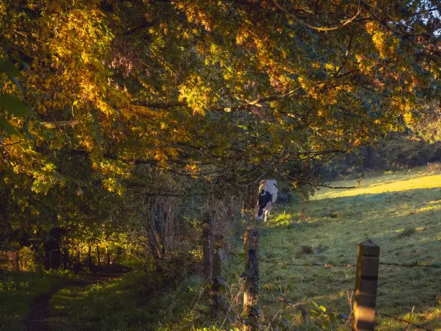 Vaches paissant dans un pré ensoleillé avec des arbres en arrière-plan : chemin dans le bocage en automne