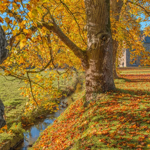 Großer Baum mit orange und gelben Blättern im Herbst