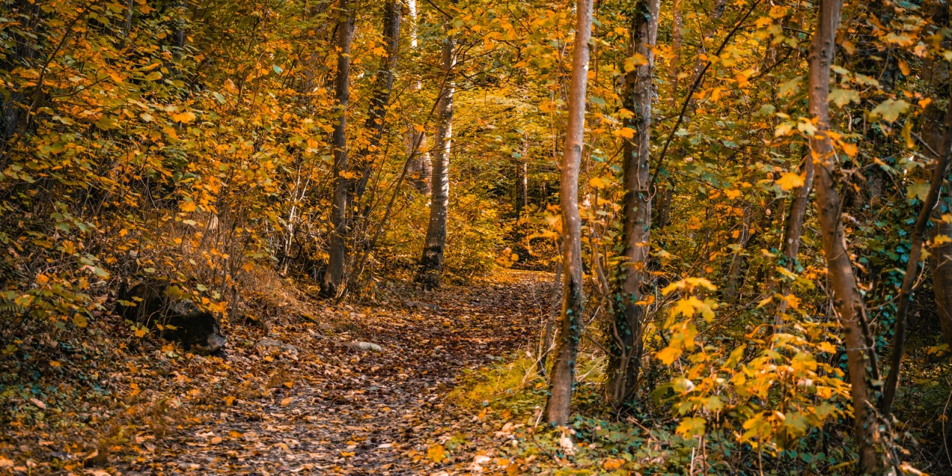 Sentier forestier recouvert de feuilles mortes en automne à Coutances mer et bocage