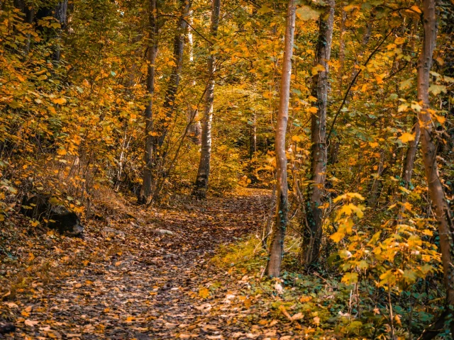 Sentier forestier recouvert de feuilles mortes en automne à Coutances mer et bocage