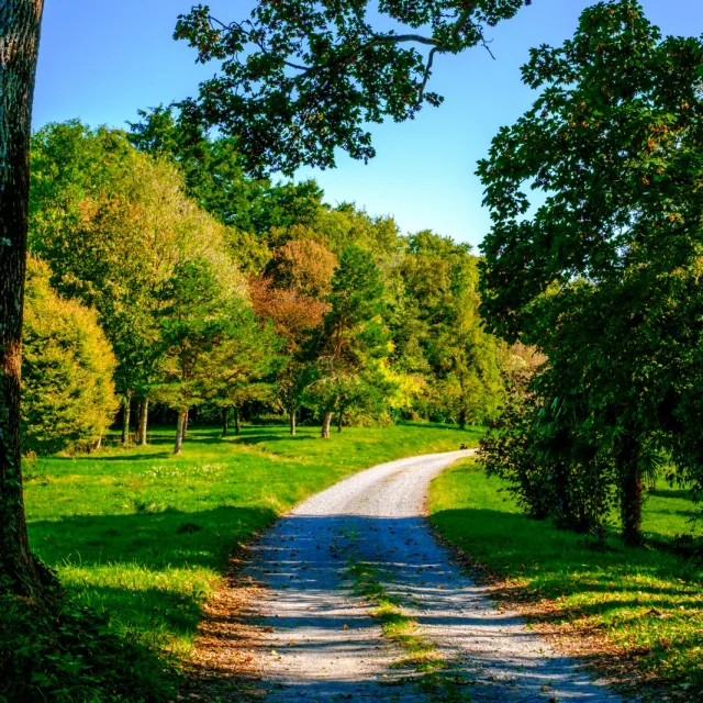 Chemin de terre sinueux entouré d'arbres verts et d'herbe