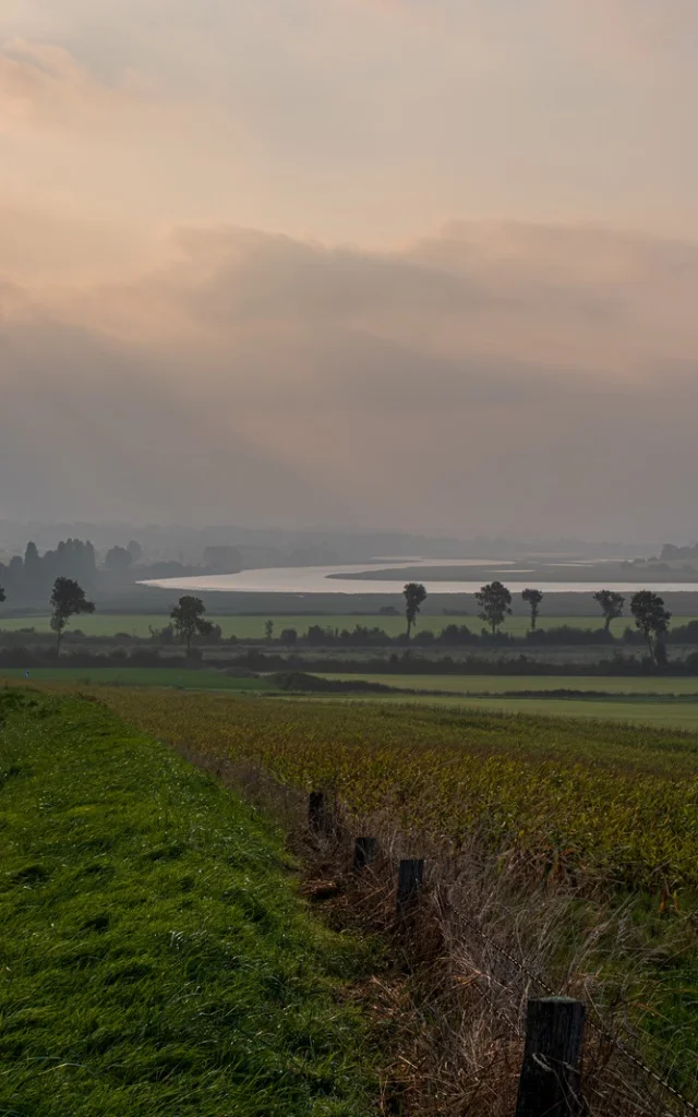 Route sinueuse traversant des champs au lever du soleil : vue sur le havre de Regnéville