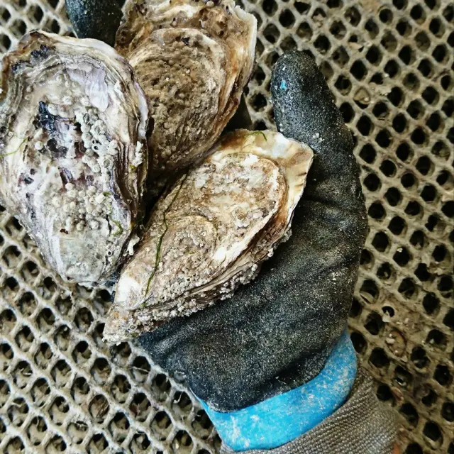 Instagram #agoncoutainville