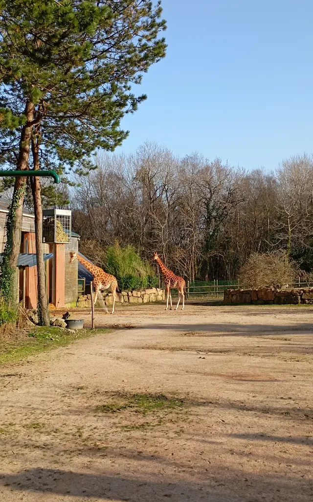 Girafe debout dans un enclos avec des arbres et des bâtiments en arrière-plan au zoo de Jurques.