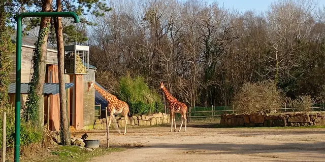 Girafe debout dans un enclos avec des arbres et des bâtiments en arrière-plan au zoo de Jurques.