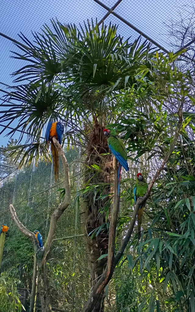 Perroquets au zoo de Jurques