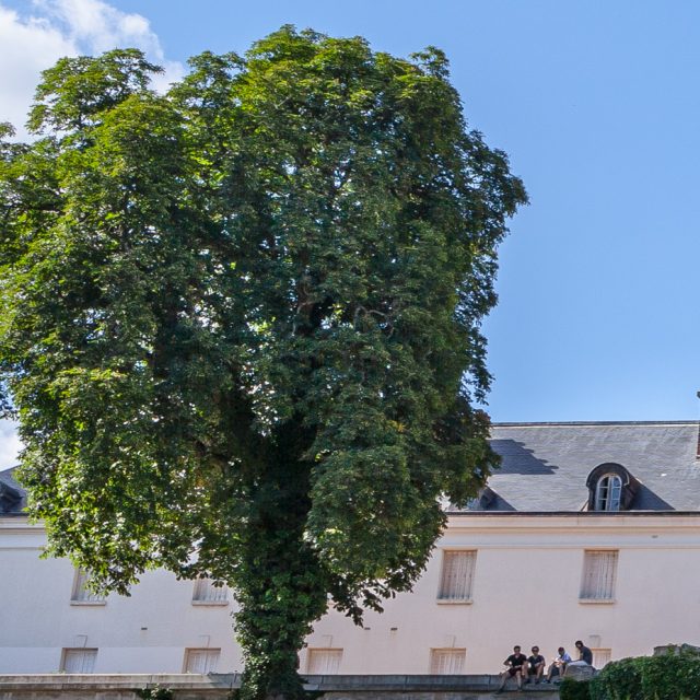 The chestnut tree in the Parc de la Verrerie, Le Creusot