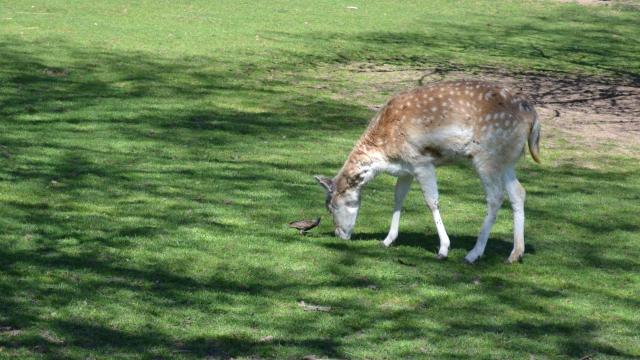 Deer at Parc de la Verrerie, Le Creusot.