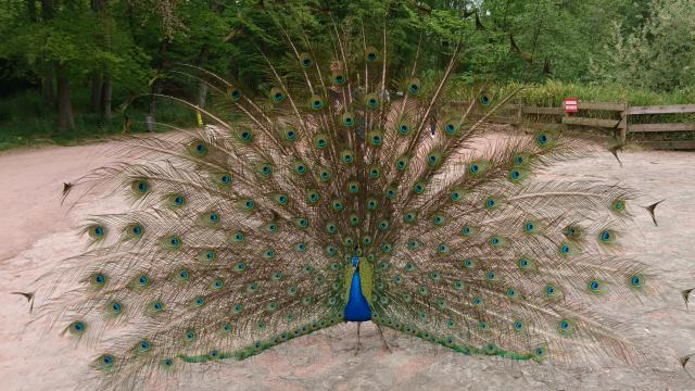 Paon dans le parc de la Verrerie, Le Creusot.