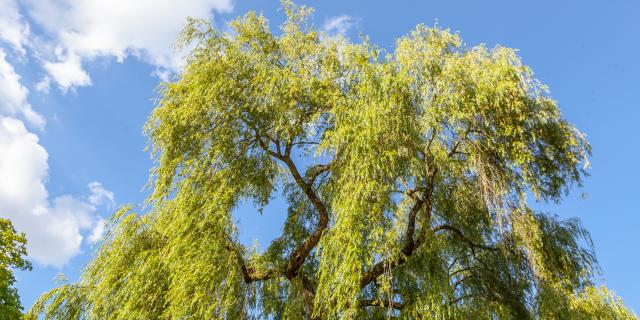 Tree in the Parc de la Verrerie, Le Creusot.