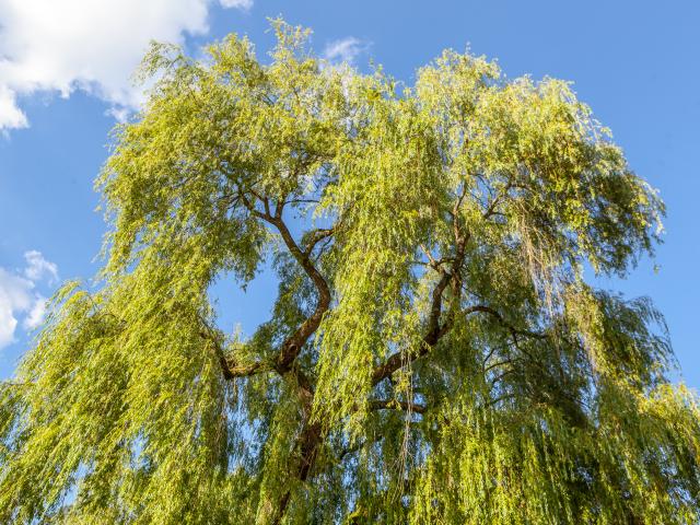 Arbre dans le parc de la Verrerie, Le Creusot.