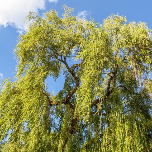 Tree in the Parc de la Verrerie, Le Creusot.