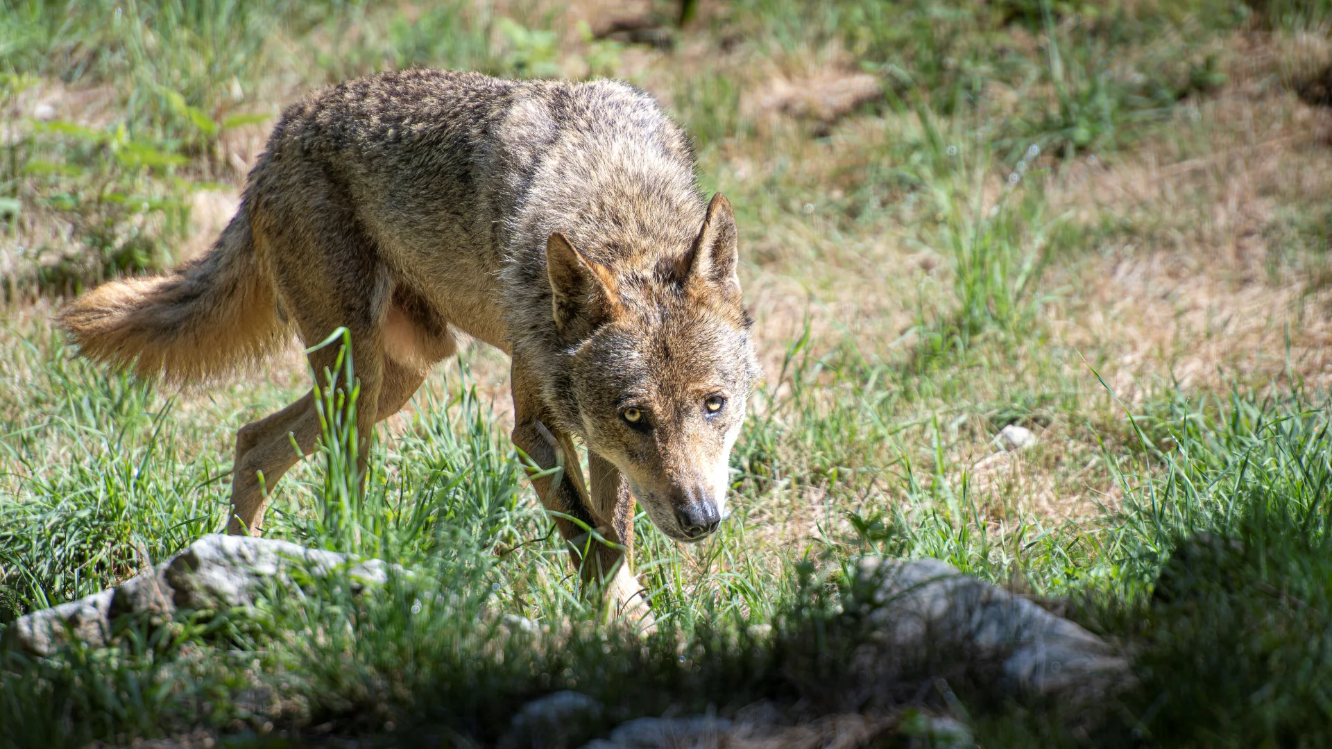 Parc Alpha 2