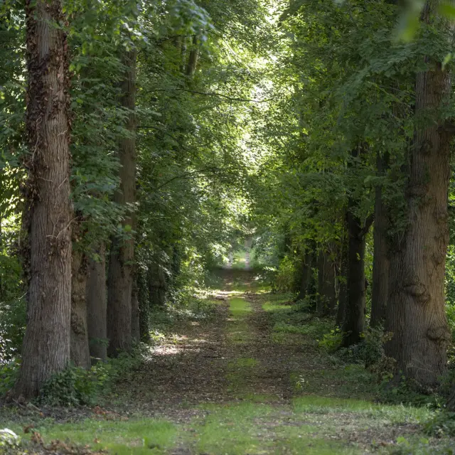 Forêt de Compiègne © CRTC Hauts-de-France - Benjamin Teissedre