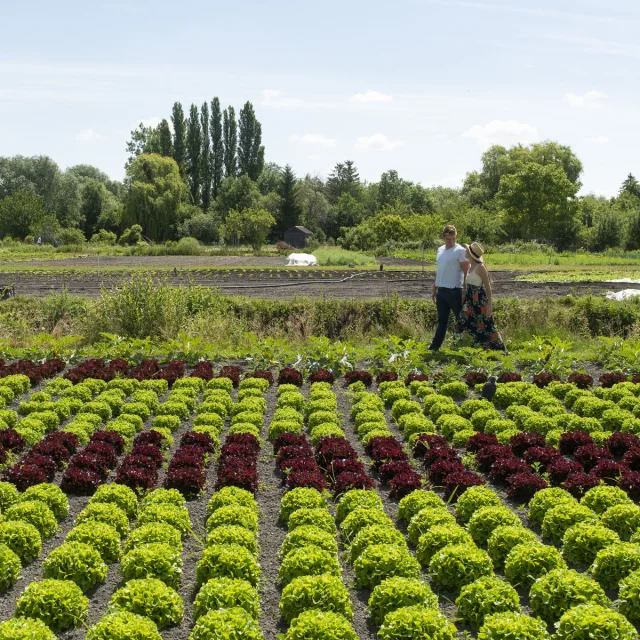 Amiens Cultures Maraîchaires Aux Hortillonnages © CRTC Hauts-de-France - Benjamin Teissedre