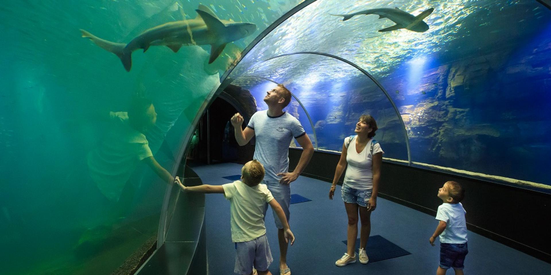 Be amazed inside the giant Nausicaa aquarium HautsdeFrance Tourism