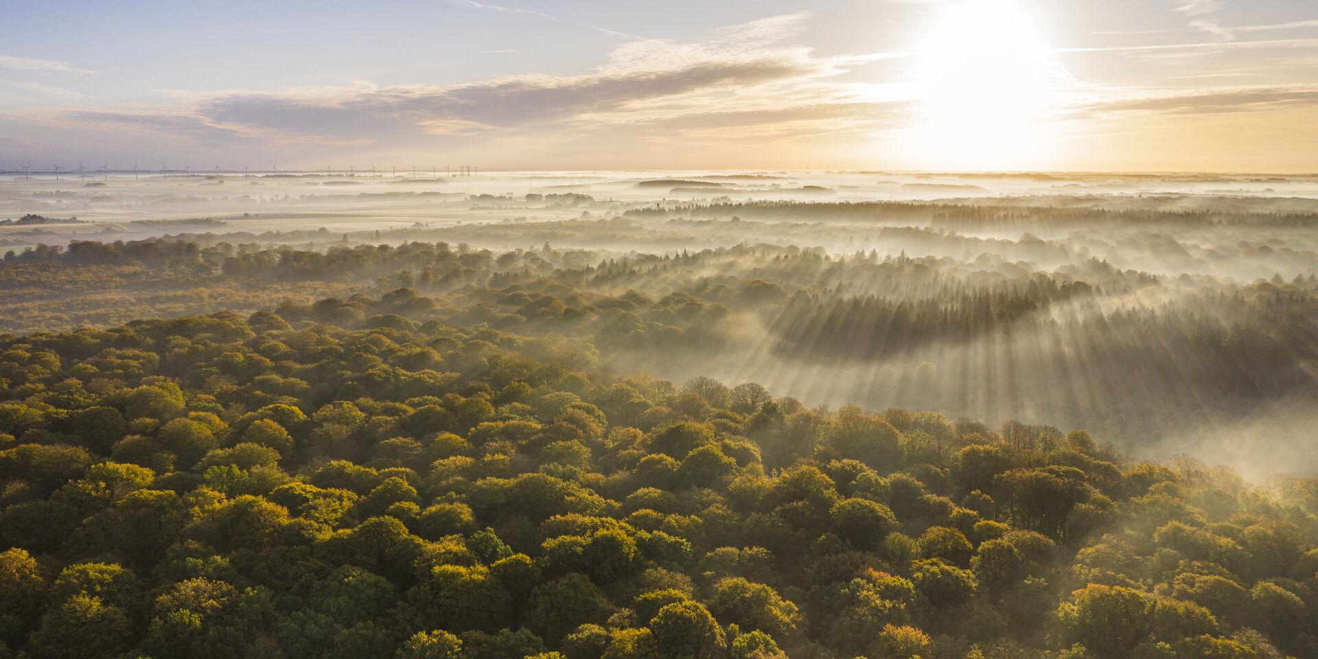 Forêt de bois de couleur des Hauts — Wikipédia