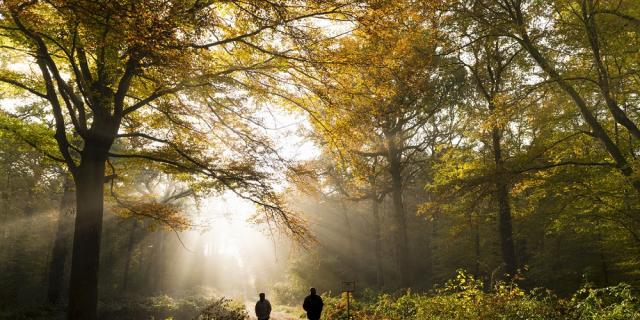 Saison : automne - Lieu : Forêt de Crécy, Crécy-en-Ponthieu, Somme, Picardie, Hauts-de-France, France