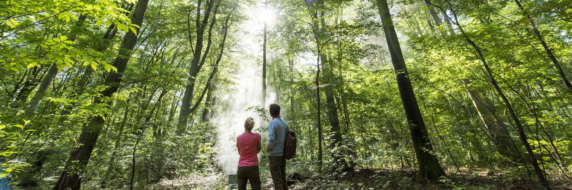Noord-Frankrijk_Forêt de Compiègne _ Promenade en Forêt de Compiègne