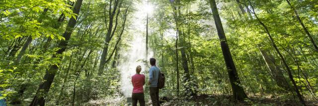Noord-Frankrijk_Forêt de Compiègne _ Promenade en Forêt de Compiègne