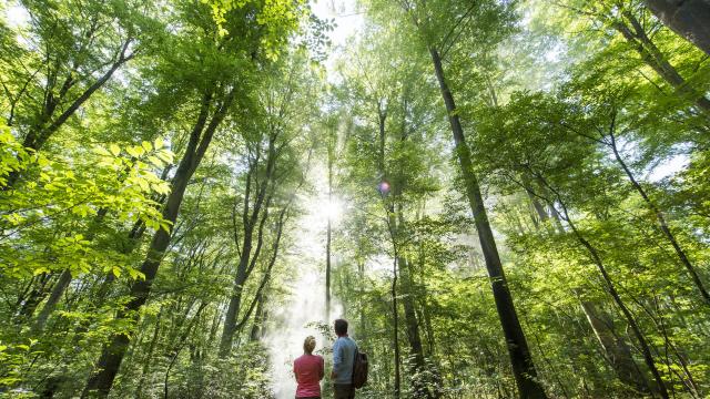 Noord-Frankrijk_Forêt de Compiègne _ Promenade en Forêt de Compiègne