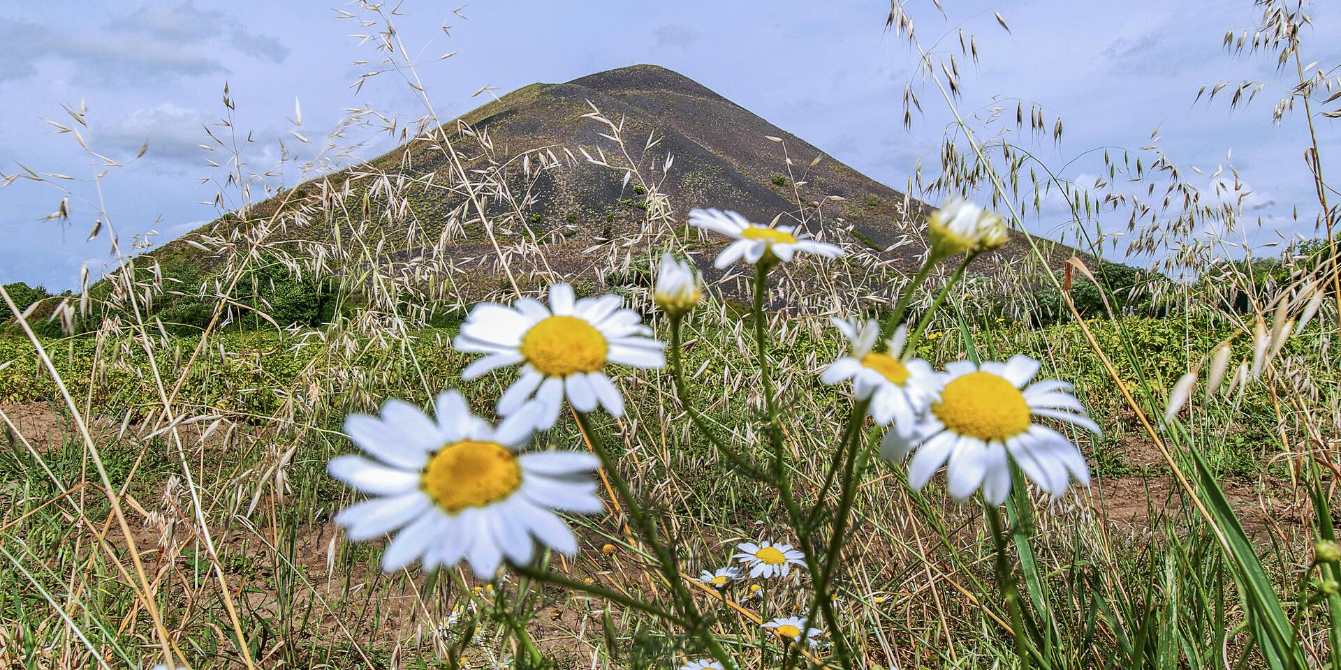 Blumen, im Hintergrund die Harnes-Halde, Nordfrankreich. Copyright: CRTC Hauts-de-France - Sébastien Jarry