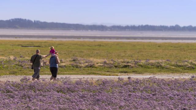 Noordfrankrijk_Baie de Somme_Le Crotoy_Plages de la Maye_Réserve naturelle © Hauts-de-France Tourisme_Stephane Bouilland