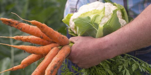 Légumes Bio © CRTC Hauts-de-France - Nicolas Bryant