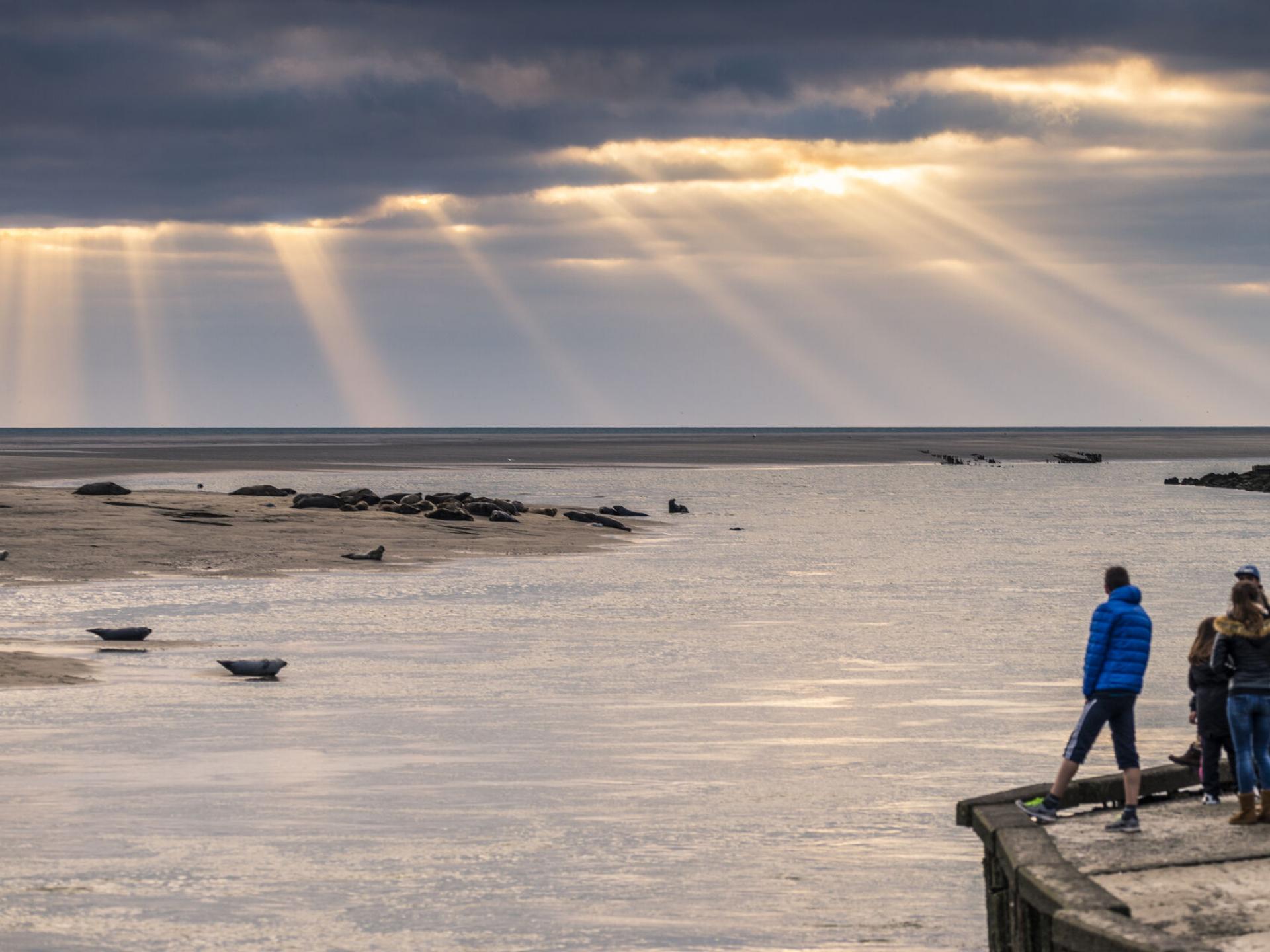 Panoramas sauvages la Baie d’Authie, l’autre baie Site officiel