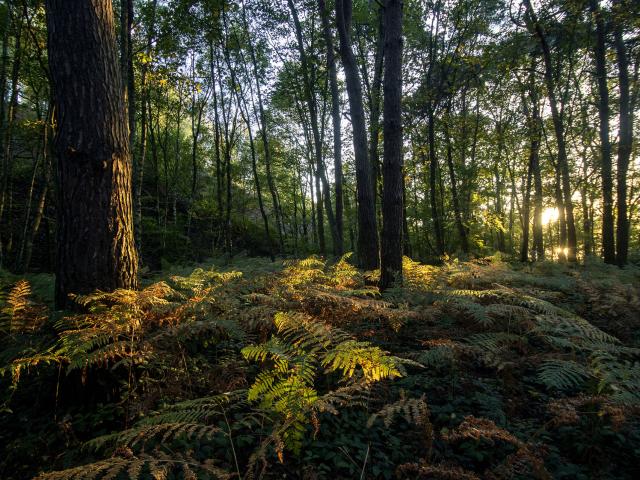 Northern France _ Saint-Amand-les-Eaux _ Scarpe-Escaut Regional Nature Park © CRTC Hauts-de-France - Sébastien Jarry