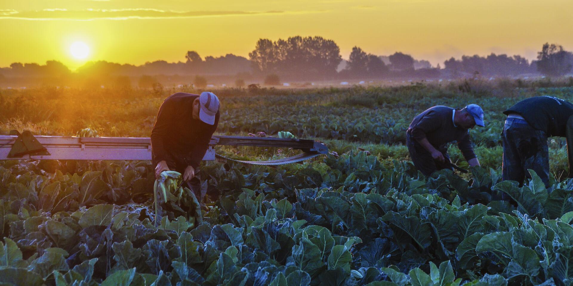 Arbeiter im Moor von Saint-Omer bei der Blumenkohlernte, Nordfrankreich. Copyright: CRTC Hauts-de-France - Philippe Hudelle