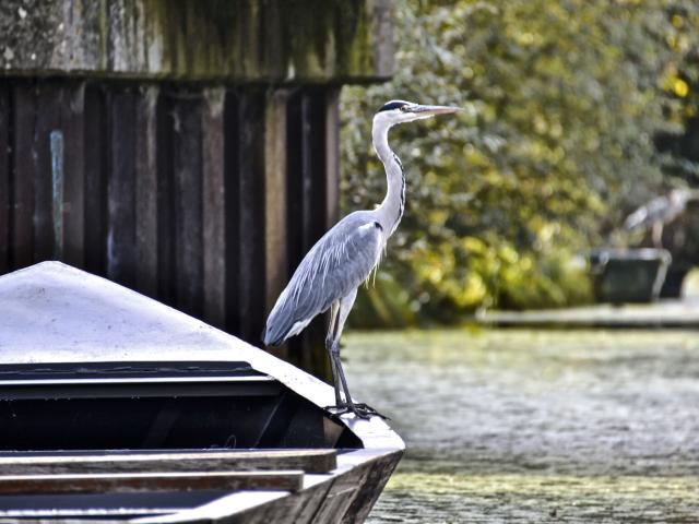 Noordfrankrijk, Saint Omer, Héron dans les Marais Audomarois